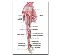 MNNPY Cartel Human Anatomy Arm Muscles System Art Canvas Poster Body Map Pictures for Medical Education 20X27inch (50X70cm)