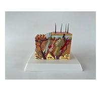 MNUPL 1 Modelo de Estructura de Piel y Cabello Humano ampliado, Modelo de Estructura de Capas de Piel, Estructura de Piel, anatomía, formación cosmética