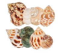 Mobestech 8piezas Decoración De Conchas De Caracol Marinas para Acuario y Manualidades Conchas Naturales para Decorar Fiestas Temáticas De Playa y Bodas