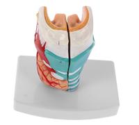 Mobestech Anatómico de Realista para Enseñanza Médica Estructura Precisa de Laringe Duradero y Resistente para Aulas y Formación Clínica