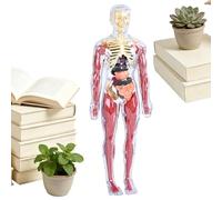 Modello Anatomico Del Corpo Umano - 28,5 cm Manichino Educativo STEM Bambini | Gioco Scientifico Interattivo Scuola E Casa - Removibili In ABS | Kit Didattico Studio E Sale Giochi