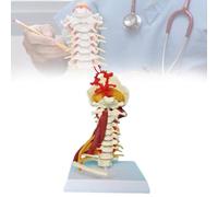 Modello Di Colonna Vertebrale Umana A Grandezza Naturale Didattica Dell'anatomia, Modello Anatomico Della Colonna Cervicale con Nervi E Muscoli, Chiara Identificazione per L'insegnamento