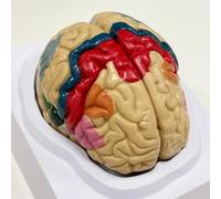 Modelo 1:1 de lóbulos cerebrales, arterias cerebrales, estructuras anatómicas, divisiones funcionales.