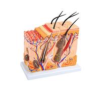 Modelo 3D de anatomía de la piel humana con vista ampliada de 50X, detallando folículos pilosos, glándulas sudoríparas y tejido graso para uso educativo en aulas y laboratorios