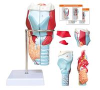 Modelo 3D de anatomía de laringe humana, modelo de garganta desmontable, 5 piezas, con marcas anatómicas y base de PVC para fisiología médica, estudio de enseñanza (modelo de laringe)