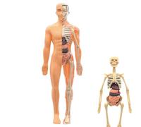 Modelo 3D de Anatomía Humana Figura Anatómica Educativa