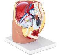 Modelo 3D de anatomía reproductiva de la pelvis femenina: vista sagital detallada for la educación sobre el suelo pélvico, el útero y la vejiga.