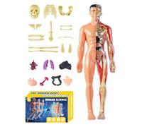 Modelo 3D de Cuerpo Humano para Niños - Maqueta del Torso de Anatomía Humana - Juguetes Educativos De Montaje Anatómico para Estudiantes Profesores Aulas Homeschooling Niños Niñas