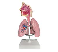 Modelo 3D de pulmón respiratorio - Modelo anatómico desmontable para enseñar anatomía y fisiología con herramienta de visualización de base, cabeza y pulmones