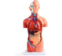 Modelo 3D De PVC De Anatomía Genital Y Pélvica Masculina para Educación Médica, Material Didáctico, Estudio Anatómico, Formación Sanitaria, Herramienta Educativa Duradera Y Realista.