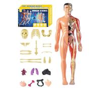 Modelo 3D Del Cuerpo Humano - ABS 10x28.5 Cm | Juguete STEM Con Ensamblaje Anatómico Del Torso Humano Con Desmontables | Interactivo De Aprendizaje 'Anatomía Para Educadores Scien