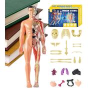 Modelo 3D del cuerpo humano - Torso anatómico para la enseñanza de ciencias, diseño realista con órganos extraíbles, tamaño 10 x 28,5 cm + opción para brillar en la oscuridad |
