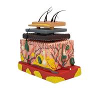 Modelo 4D de piel humana, estructura de capa de pelo, anatomía, anatómica, tejido agrandado, anatómico, tejido agrandado