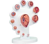 Modelo 4D del proceso de crecimiento de los órganos del feto: desarrollo anatómico del feto humano for la enseñanza y la formación médica.