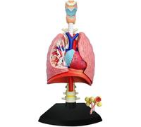 Modelo 4D del sistema respiratorio, modelo de pulmón, modelo extraíble de corazón y pulmones humanos (21 piezas), for la enseñanza de ciencias médicas.