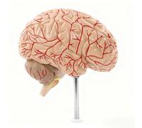 Modelo a escala 1:1 del hemisferio derecho del cerebro humano: anatomía arterial con signos digitales | Modelo de cerebro humano para la anatomía de las arterias cerebrales, herramienta de