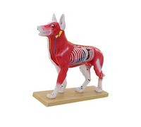 Modelo Acupoint con puntos, perro | Herramienta de enseñanza veterinaria, modelo anatómico de acupuntura felina canina para educación, demostración de