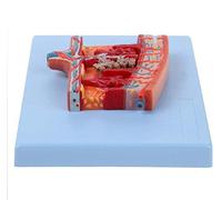 Modelo agrandado de Placenta, Modelo de anatomía del Sistema reproductivo Humano, sección Transversal Detallada Que mues