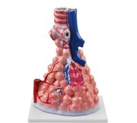 Modelo alveolar Grande con Zoom, respiración pulmonar, Modelo de anatomía pulmonar Humana, Modelos de bronquios y alvéolos for educación en anatomía y fisiología, recursos de Aprendizaje médico