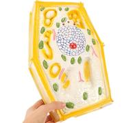 Modelo ampliado de anatomía de células vegetales, herramienta de enseñanza biológica for ciencias de la escuela secundaria, exhibición en el aula y educación en biología con estructura