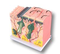 Modelo Ampliado De Piel Humana, Modelo 3D De Anatomía De La Piel Con Aumento De 50X Para Enseñanza De Biología, Educación Y Dermatología