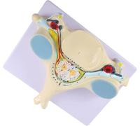 Modelo ampliado de sección transversal de la médula espinal, modelo de columna vertebral de la quinta vértebra cervical agrandada, con 40 partes anatómicas etiquetadas y detalles internos