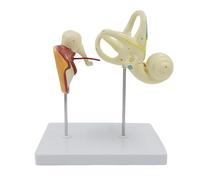 Modelo ampliado del laberinto del oído interno humano, modelo anatómico de la estructura coclear de la membrana timpánica del huesecillo, for la investigación de la enseñanza