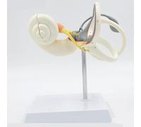 Modelo ampliado del laberinto del oído interno, modelo anatómico del canal semicircular del laberinto del oído interno humano, visualización del nervio auricular vestibular coclear