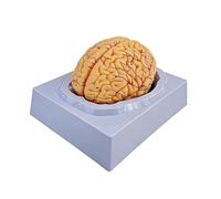 Modelo Anatomía Cerebral, Modelo Cerebro Humano Tamaño Natural, Regiones Numeradas 32/41 Y 8 Partes Desmontables, Herramienta Enseñanza Anatómica For Estudios Neurología, Estudiantes(31 Numbers)