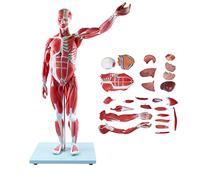 Modelo anatomía didáctico 3D, maniquí tamaño 1/2 Natural, Modelo Muscular del Cuerpo Humano, 27 Piezas extraíbles, Modelo músculos y órganos Humanos, Figura Muscular Humana, Modelo Esqueleto Corporal