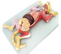 Modelo anatomía Felina 4D Vision Modelo anatomía Humana Órgano Mascota Nervio Muscular visceral Zootecnia Nervio Muscular visceral Ciencia médica Modelo científico