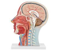 Modelo Anatomía Humana 3D de Media Cabeza y Cara con Músculos y Vasos Sanguíneos para Educación Médica y Estudiantes de Medicina