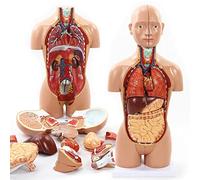 Modelo anatomía, Modelo Esqueleto, Modelo Torso Humano Masculino y Femenino 45 cm, desmontaje, 16 Piezas, Modelo 4D anatomía órganos Humanos, Modelo visceral, Material didáctico médico gastroint