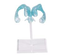 Modelo anatómicamente correcto de ventrículo humano con base acrílica para médicos, ciencia, cerebro, herramienta de demostración de ventrículos, modelo de anatomía cerebral