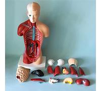 modelo anatómico， 28cm Human Male Torso Anatomical Model, Of Internal Organs, 15 Pieces Can Be Split