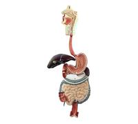 Modelo anatómico 3D tamaño natural del sistema digestivo humano, que comprende secciones abdominales, gástricas y cólicas, y muestra las glándulas salivales. Humano Extraíble