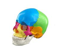 Modelo anatómico 4D de calavera humana de color desmontado para experimento médico cardiovascular médico biológico modelo humano