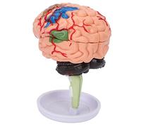 Modelo anatómico 4D del Cerebro ensamblado, Modelo de Cerebro Humano, Modelo de Cerebro de simulación de Vinilo con Estructura Clara, Base y Manual para el Aprendizaje y la