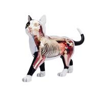Modelo anatómico 4D negro blanco y negro simulación inteligencia ensamblando juguete enseñanza anatomía modelo para aula