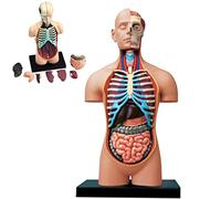 modelo anatómico， 4D Vision Human Anatomy Model Puzzle Assembly Toy Anatomical Huamn Internal Organs