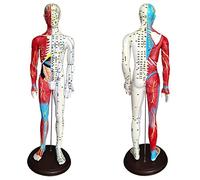 modelo anatómico, 60 cm/23,6 pulgadas - Puntos de presión y meridianos for acupunturistas otros profesionales médicos (material didáctico)