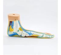 Modelo anatómico a escala 1:1 del pie plano humano - Modelo detallado de la anatomía del pie for la formación médica