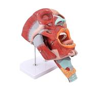Modelo anatómico agrandado de cabeza y cuello: nariz, boca, garganta, esqueleto, músculos, con partes extraíbles. Corte sagital detallado. Humano Extraíble