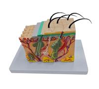 Modelo anatómico agrandado de piel 35/50/70/85X para enseñar anatomía de estructura humana para estudio de ciencias