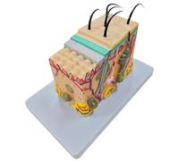 Modelo anatómico agrandado de piel 35/50/70/85X para enseñar anatomía de estructura humana para estudio de ciencias