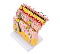 Modelo anatómico agrandado de piel 70 veces más grande para enseñanza, estructura humana, anatomía para estudio de ciencias