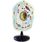 Modelo anatómico anatomía Celular. Modelo anatomía Celular. Muestras microscopio Plantas y Animales. Modelo Estructura Celular ampliado. Modelo célula Animal y Vegetal. Modelo exhibición para estud