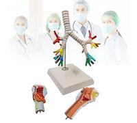 Modelo anatómico Anatomía de la laringe, los bronquios y pulmones. Humana. Modelo del árbol traqueobronquial Presentación laringoscopio for educación médica