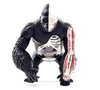 modelo anatómico， Ape Organ Structure Model - Plastic Material Detachable Medical Teaching Educational