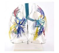 Modelo anatómico, Árbol bronquial, anatomía pulmonar, cirugía torácica, modelo respiratorio, espécimen médico anatómico transparente